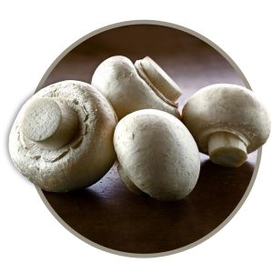 آموزش پرورش قارچ