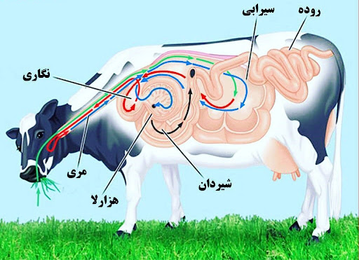 بهترین روش پرورش پرورش و پرواربندی گاو