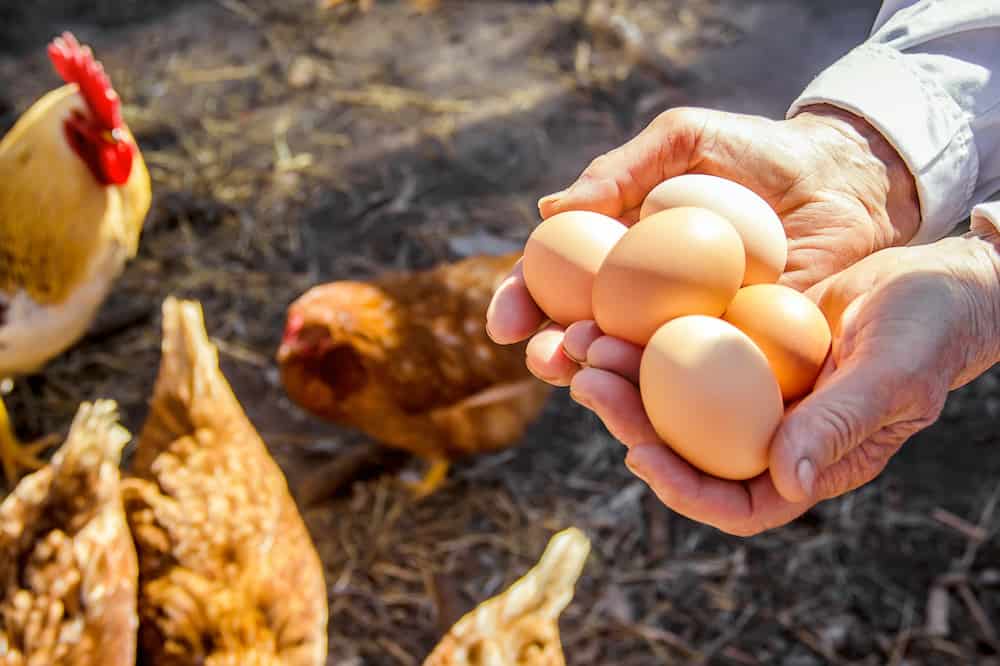 آموزش پرورش مرغ تخم گذار