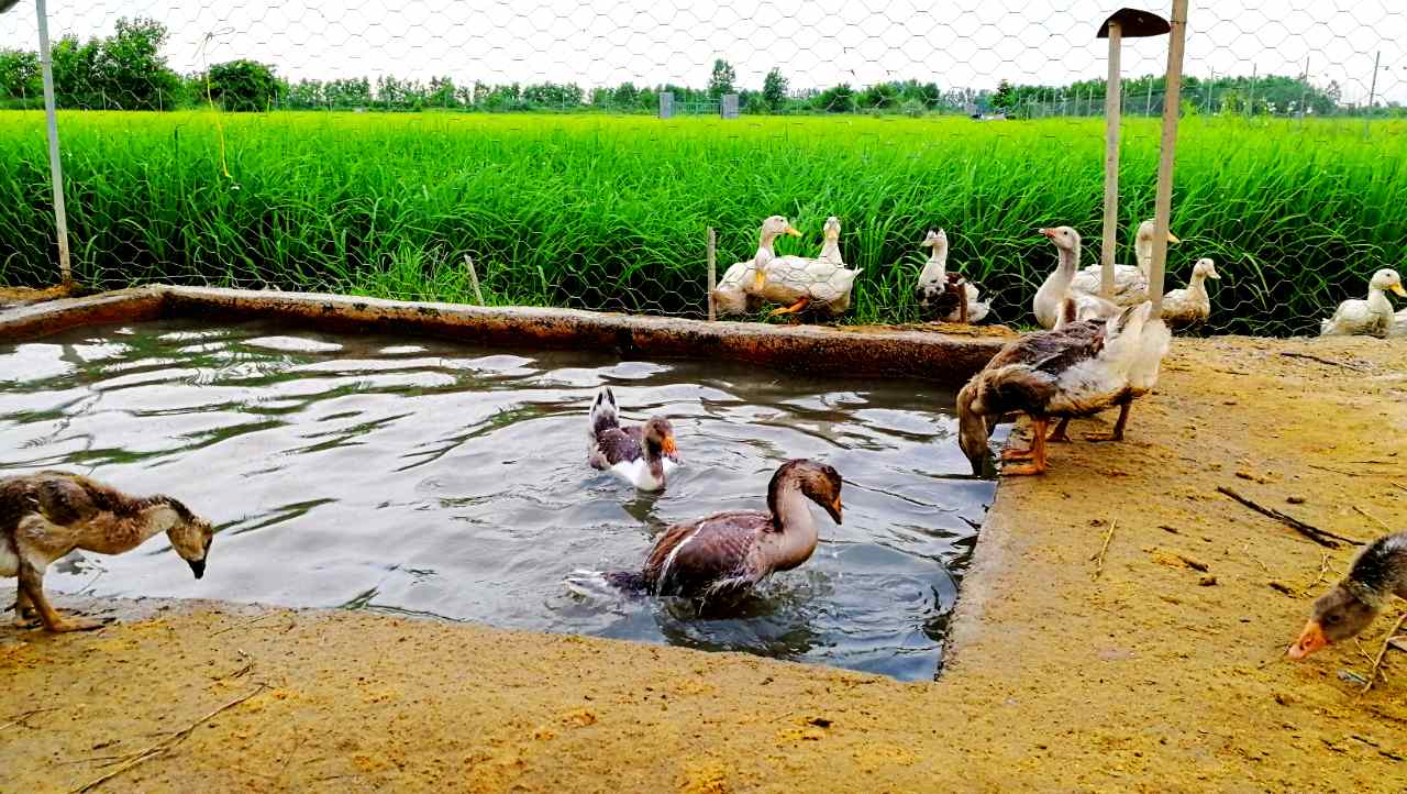 آموزش پرورش غاز