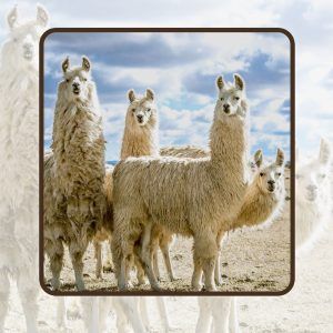 آموزش پرورش لاما
