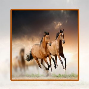 آموزش پرورش اسب