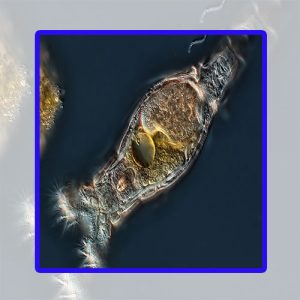 آموزش پرورش روتیفر