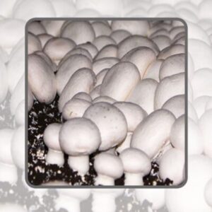 آموزش پرورش قارچ دکمه ای