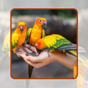آموزش پرورش پرنده های زینتی