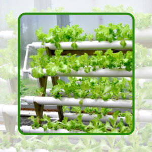 آموزش پرورش در روش هیدروپونیک